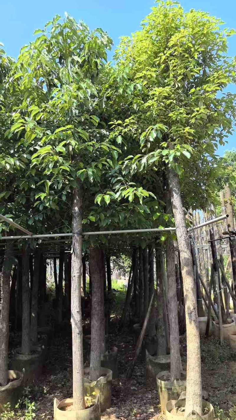 香樟3-15分，截杠苗，基地直销，一手货源，大量低价出售