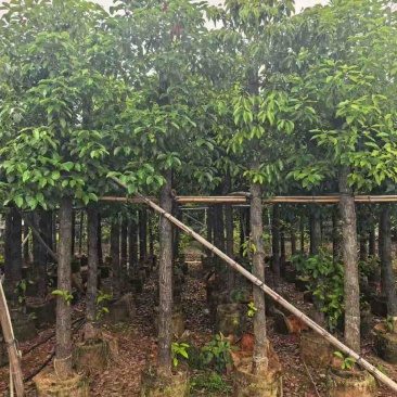 香樟3-15分，基地直销，一手货源，无中间商赚差价，大量现货