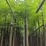 香樟3-15分，基地直销，一手货源，无中间商赚差价，大量现货