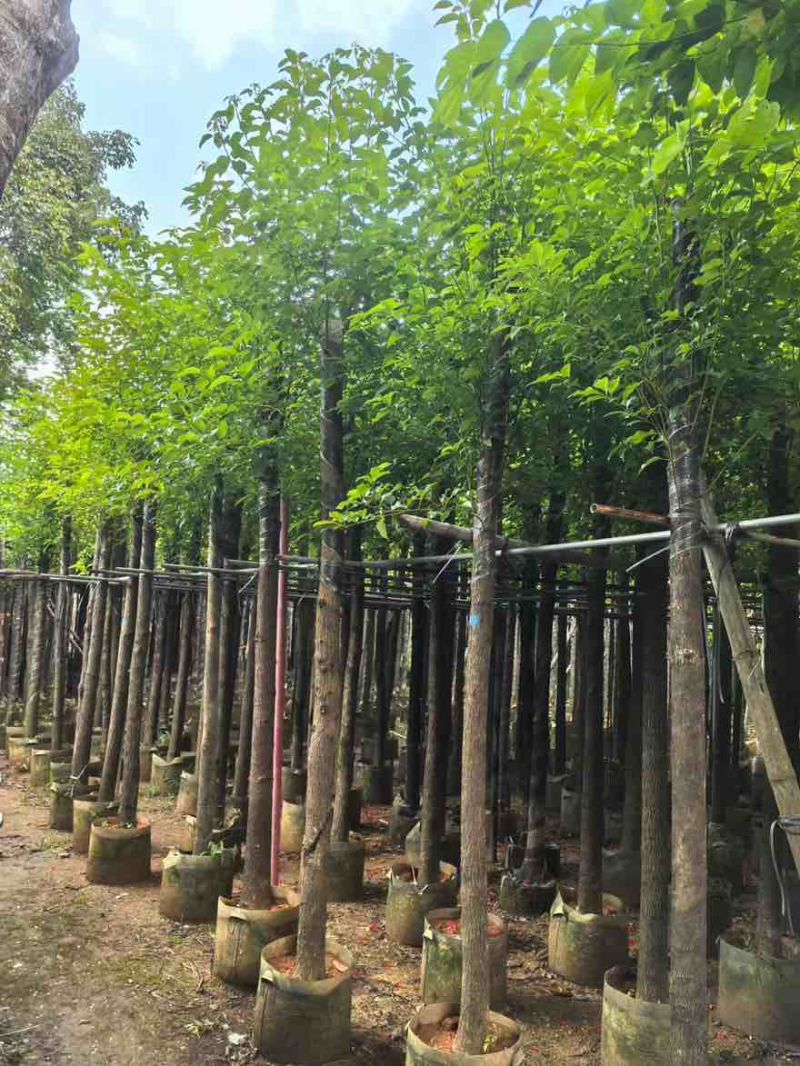 香樟3-15分，基地直销，一手货源，无中间商赚差价，大量现货
