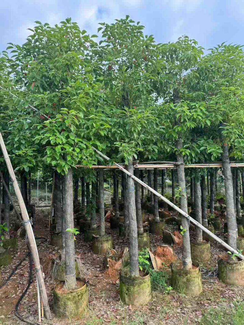 香樟3-15分，基地直销，一手货源，无中间商赚差价，大量现货