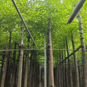 香樟3-15分，基地直销，一手货源，大量低价出售