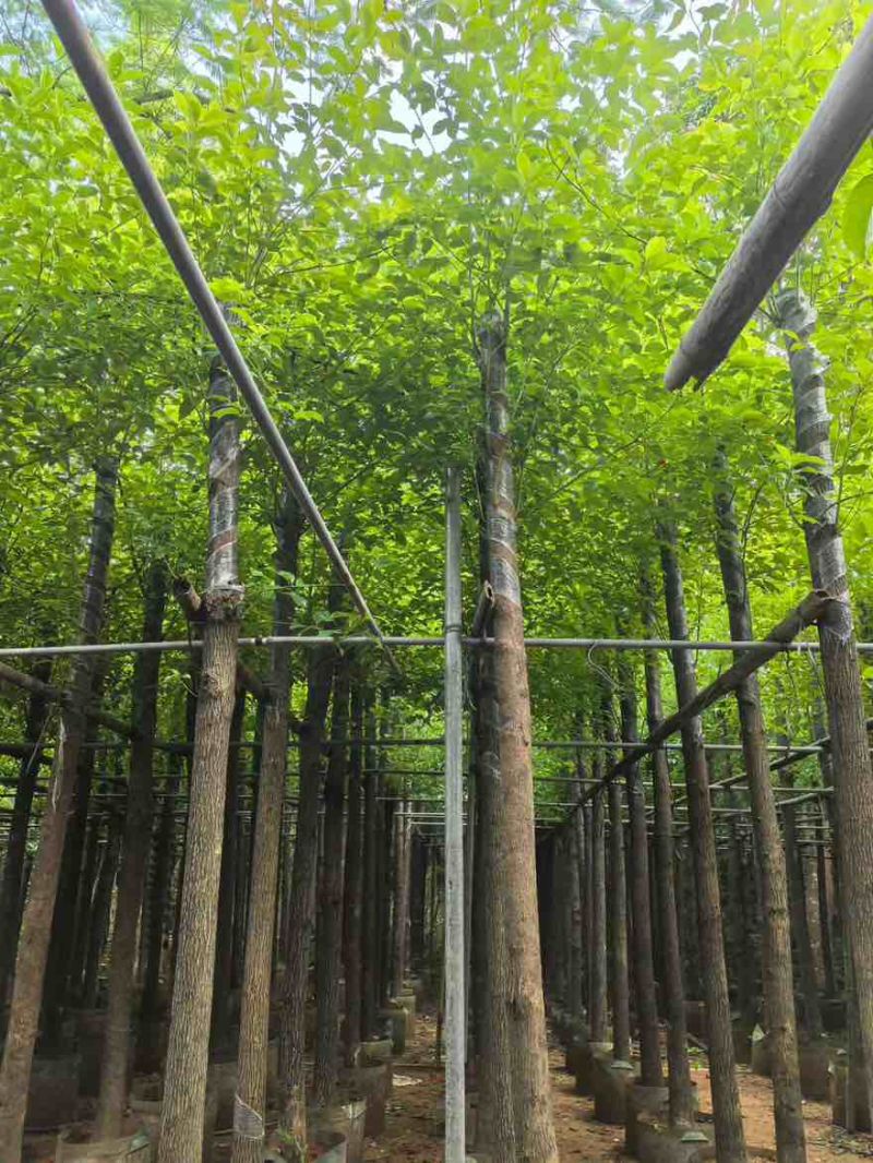香樟3-15分，基地直销，一手货源，大量低价出售