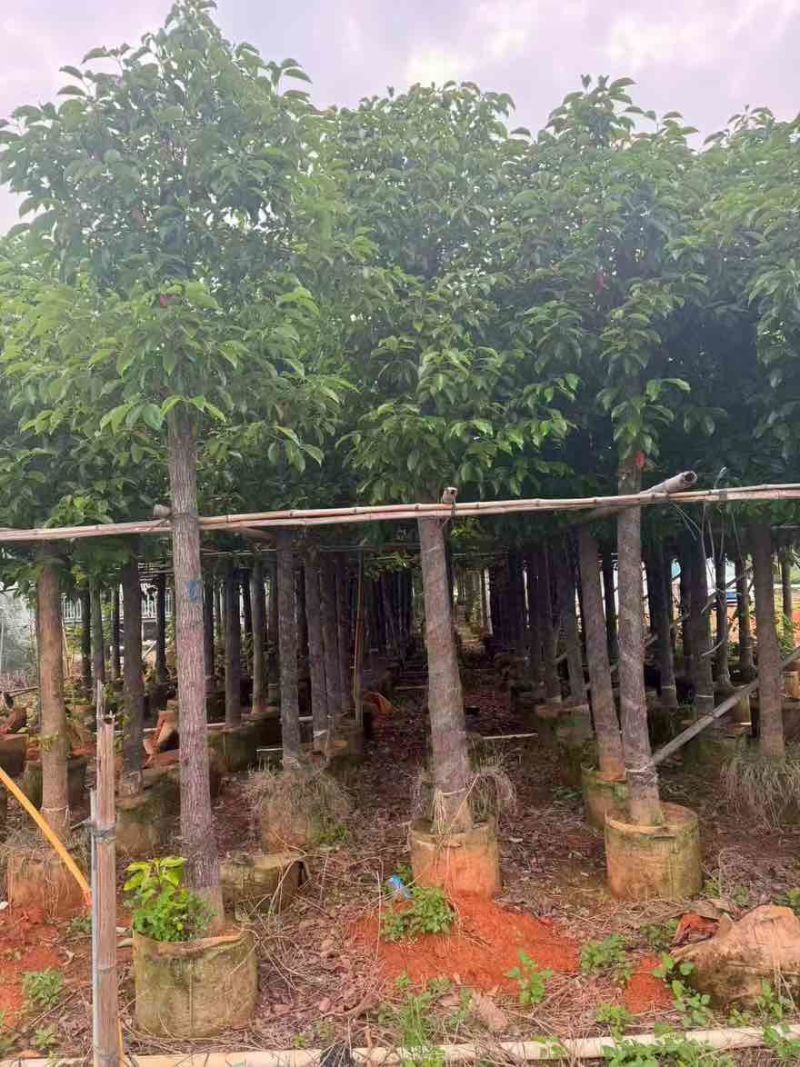 香樟3-15分，基地直销，一手货源，大量低价出售