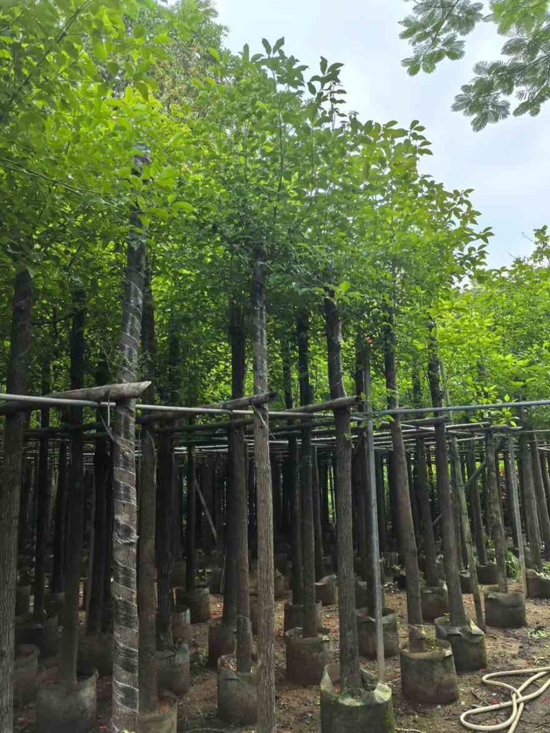 香樟3-15分，基地直销，一手货源，大量低价出售
