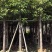 香樟3-15分，基地直销，一手货源，大量低价出售