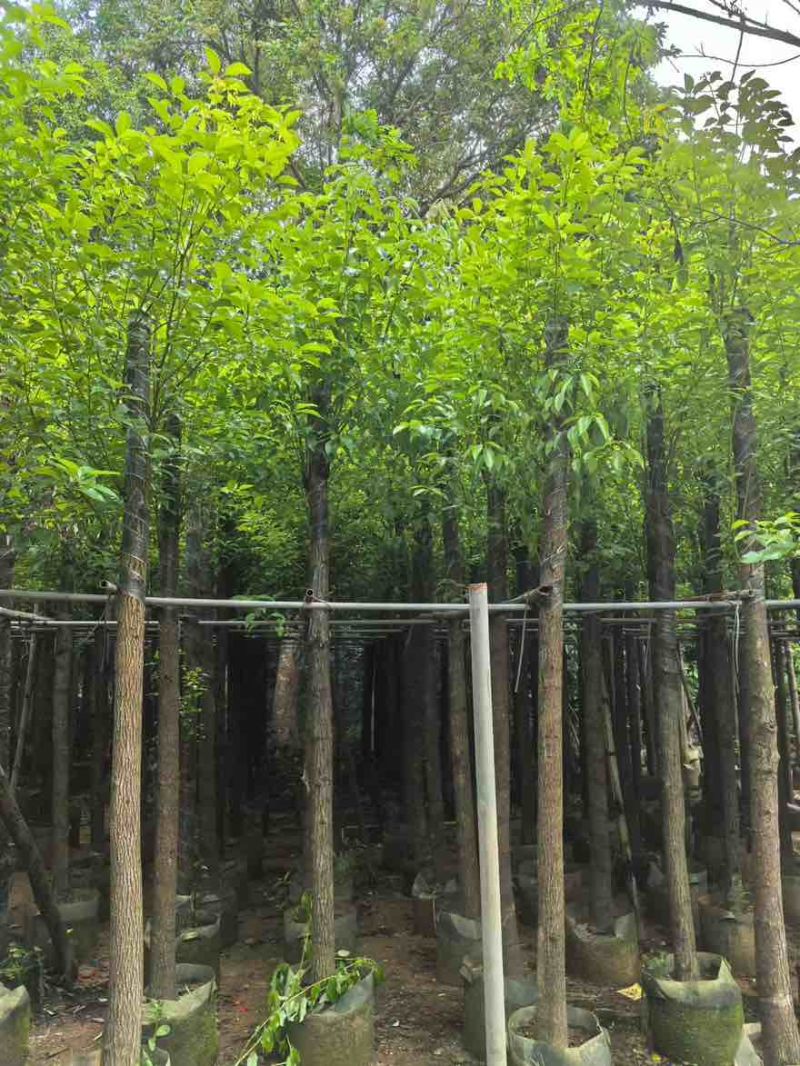 香樟3-15分，基地直销，一手货源，无中间商赚差价，大量现货