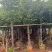 香樟3-15分，基地直销，一手货源，无中间商赚差价，大量现货