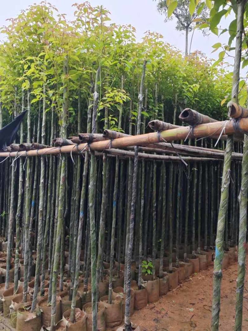 香樟3-15分，基地直销，一手货源，大量低价出售