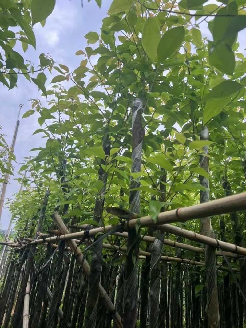 香樟3-15分，基地直销，一手货源，大量低价出售