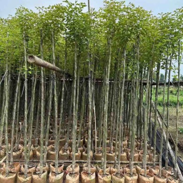 香樟3-15分，基地直销，一手货源，大量低价出售