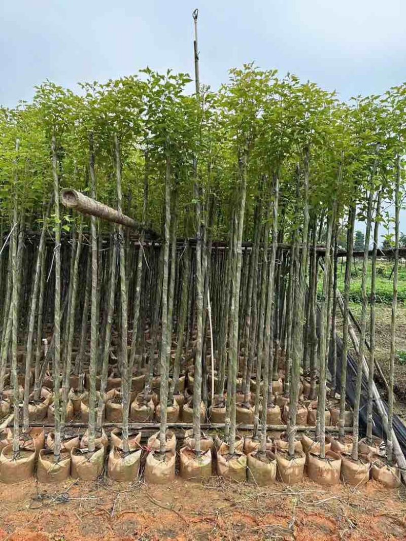 香樟3-15分，基地直销，一手货源，大量低价出售
