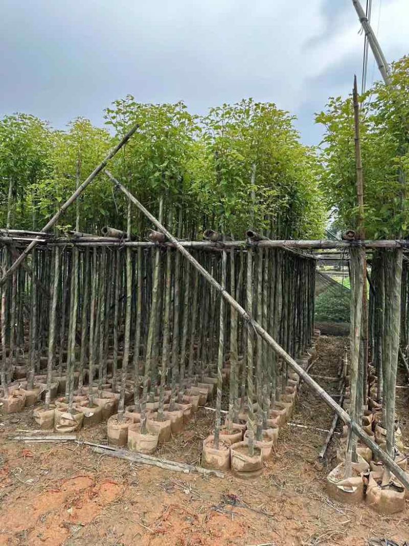香樟3-15分，基地直销，一手货源，大量低价出售