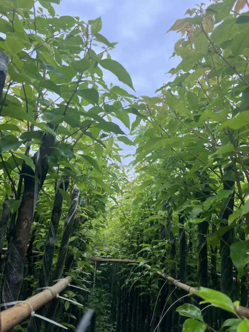 香樟3-15分，基地直销，一手货源，大量低价出售