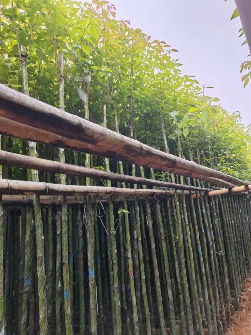 香樟3-15分，基地直销，一手货源，大量低价出售
