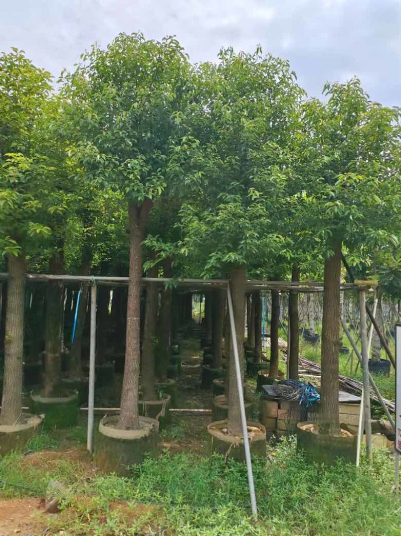 香樟3-15分，基地直销，一手货源，大量低价出售