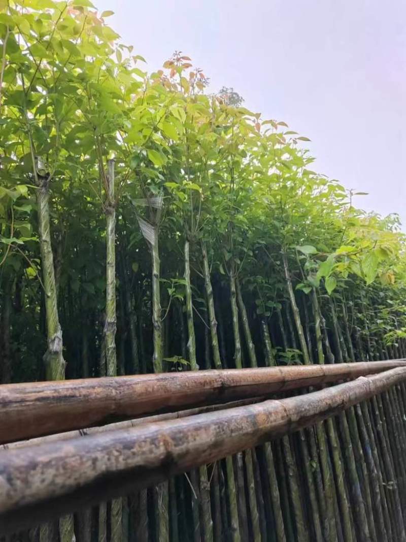 香樟3-15分，基地直销，一手货源，大量低价出售