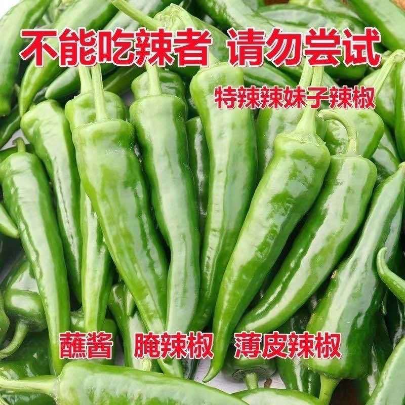 山东产地辣妹子辣椒一件代发日发万单