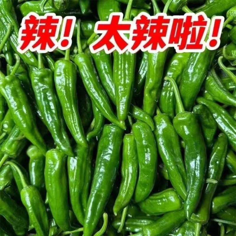 山东产地辣妹子辣椒一件代发日发万单
