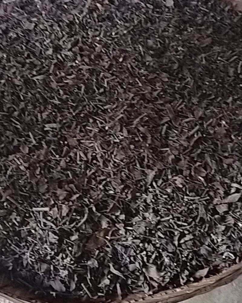 百年青冈树上生长的槲寄生，螃蟹脚寄生