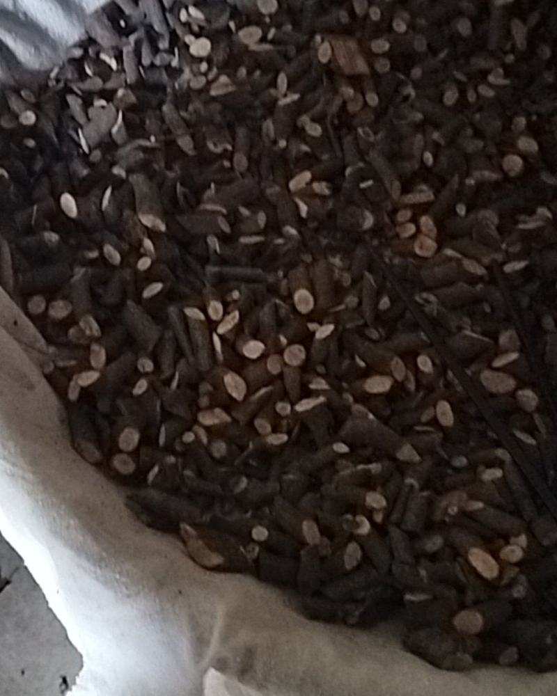 百年青冈树上生长的槲寄生，螃蟹脚寄生