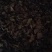 百年青冈树上生长的槲寄生，螃蟹脚寄生