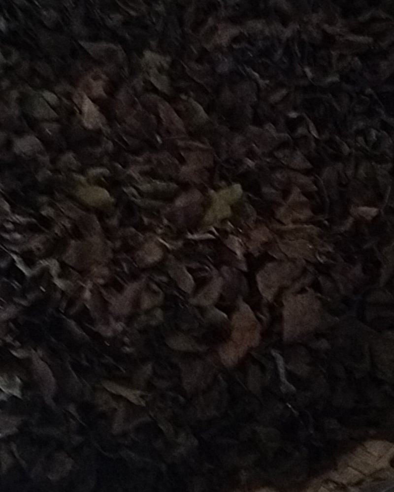百年青冈树上生长的槲寄生，螃蟹脚寄生