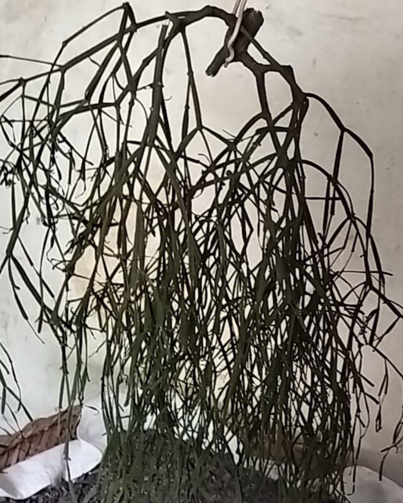 百年青冈树上生长的槲寄生，螃蟹脚寄生