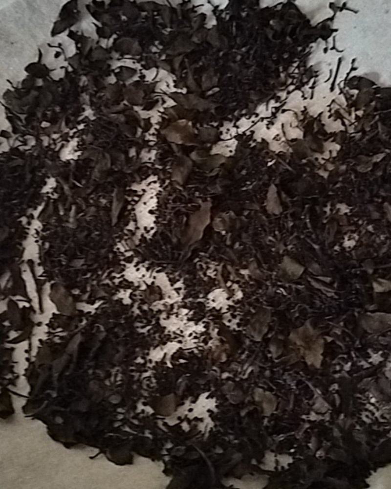 百年青冈树上生长的槲寄生，螃蟹脚寄生