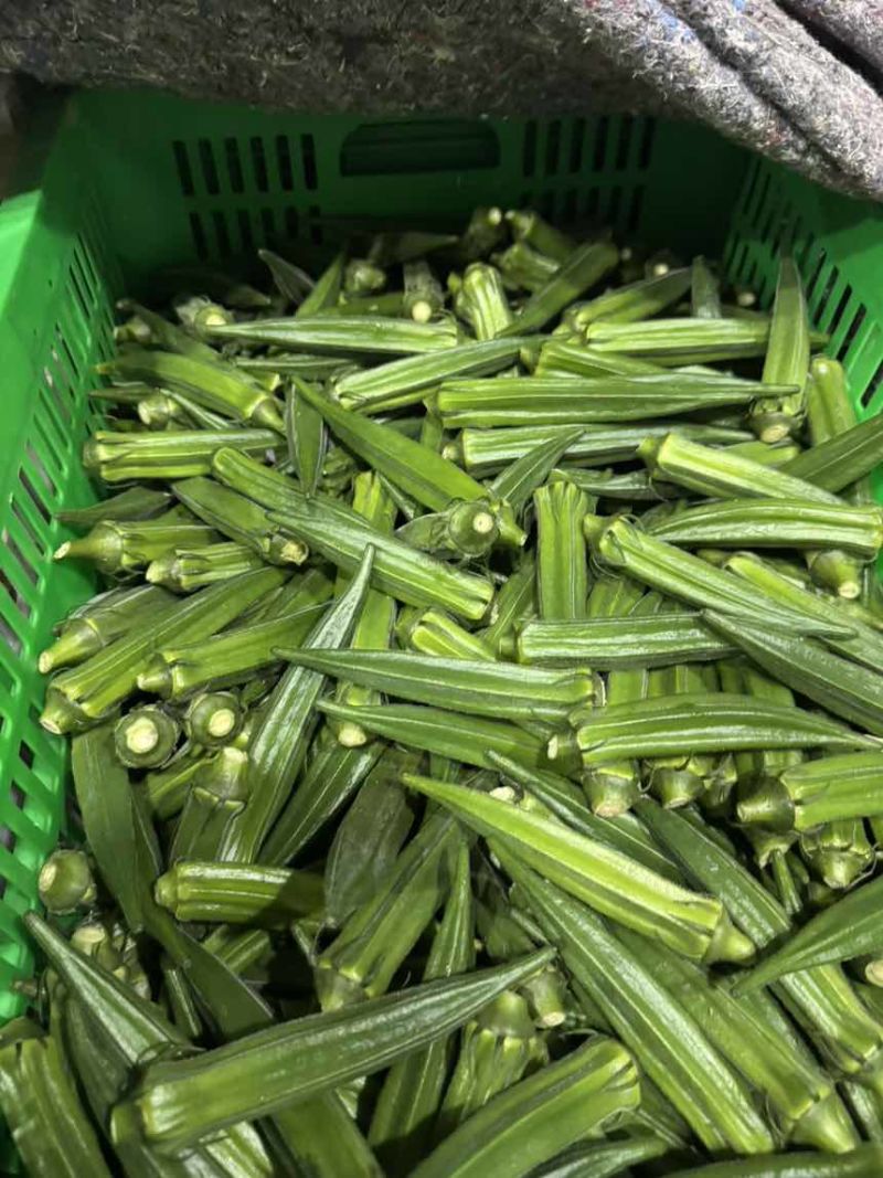 绿霸秋葵