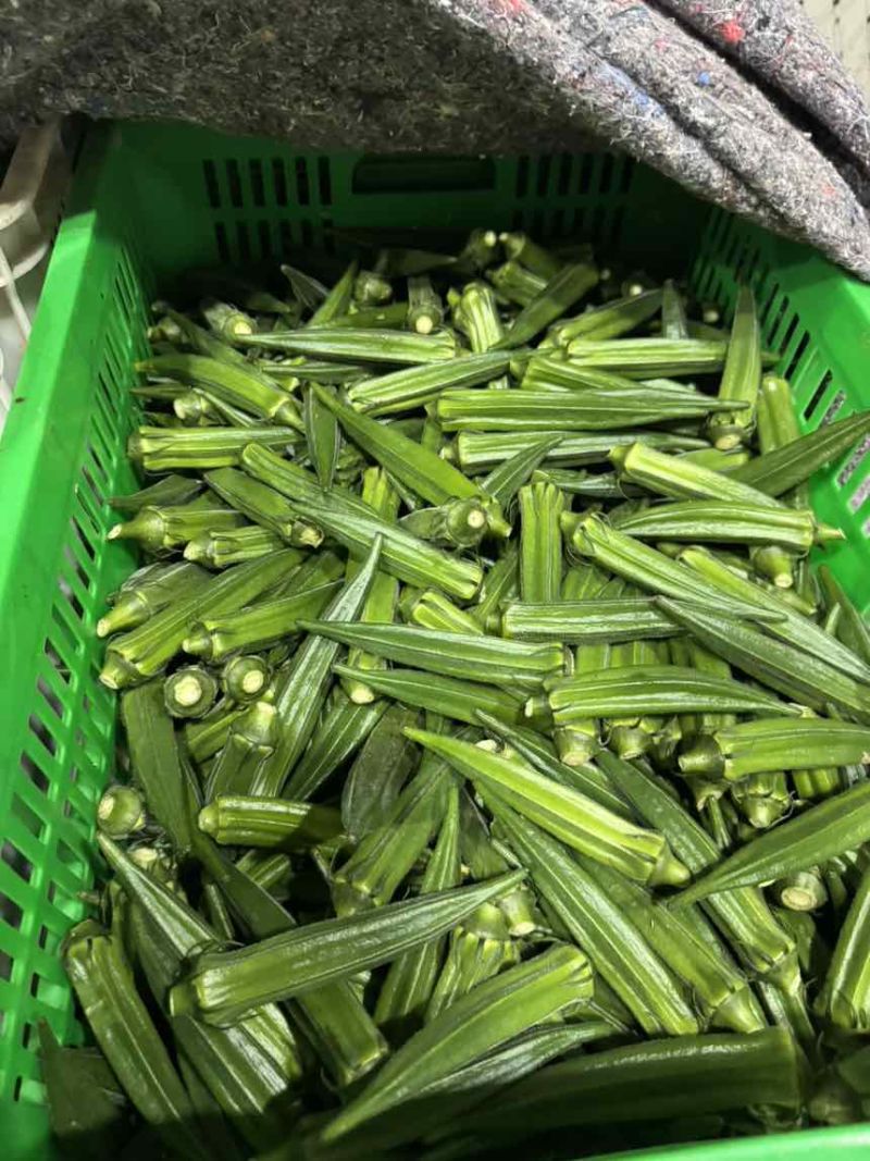 绿霸秋葵