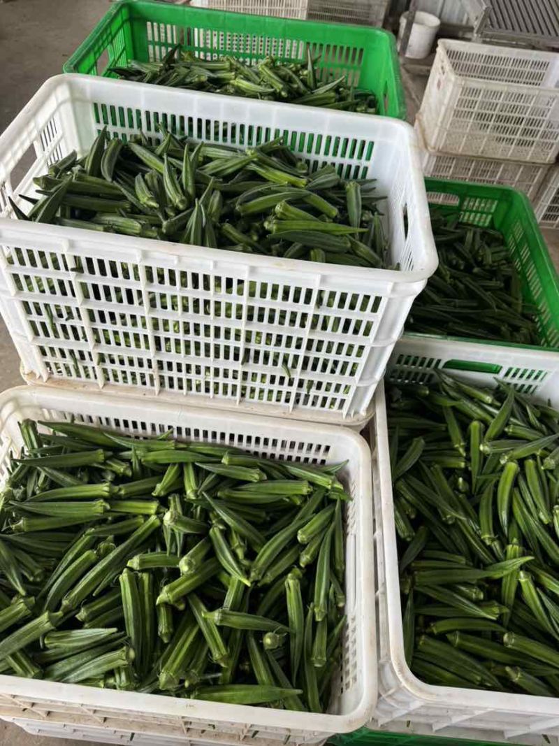 绿霸秋葵