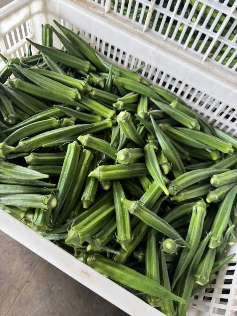 绿霸秋葵