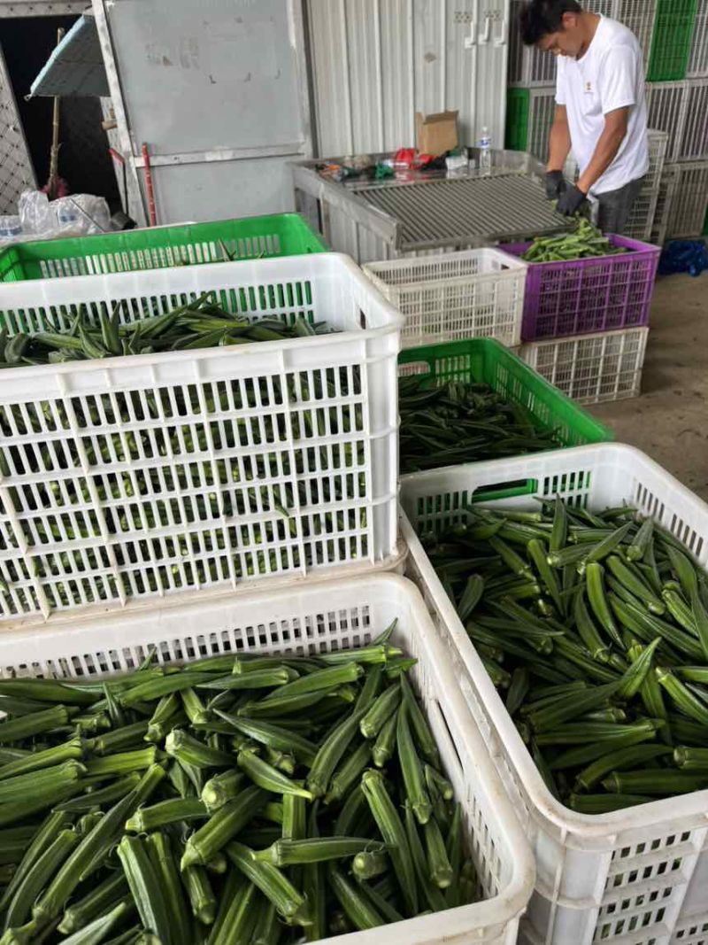 绿霸秋葵