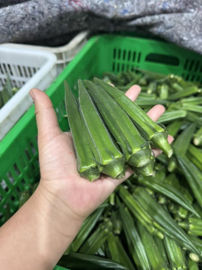 绿霸秋葵