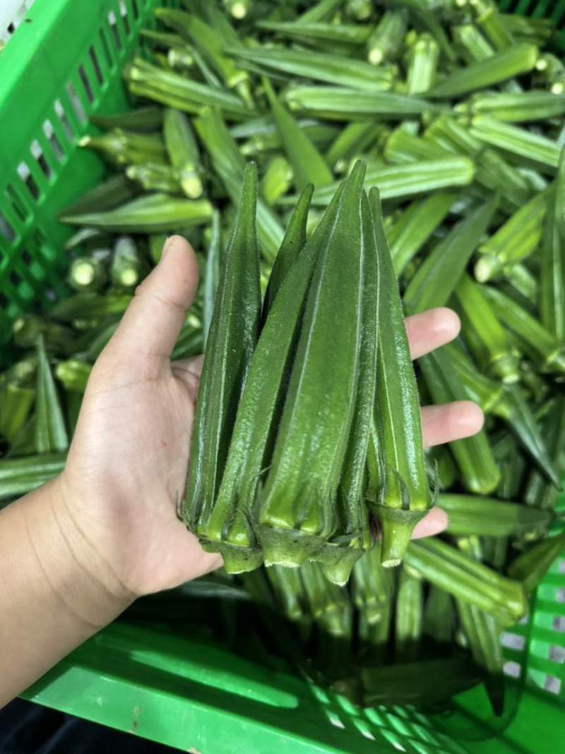 绿霸秋葵