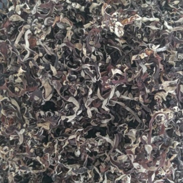 二茬精品木耳丝