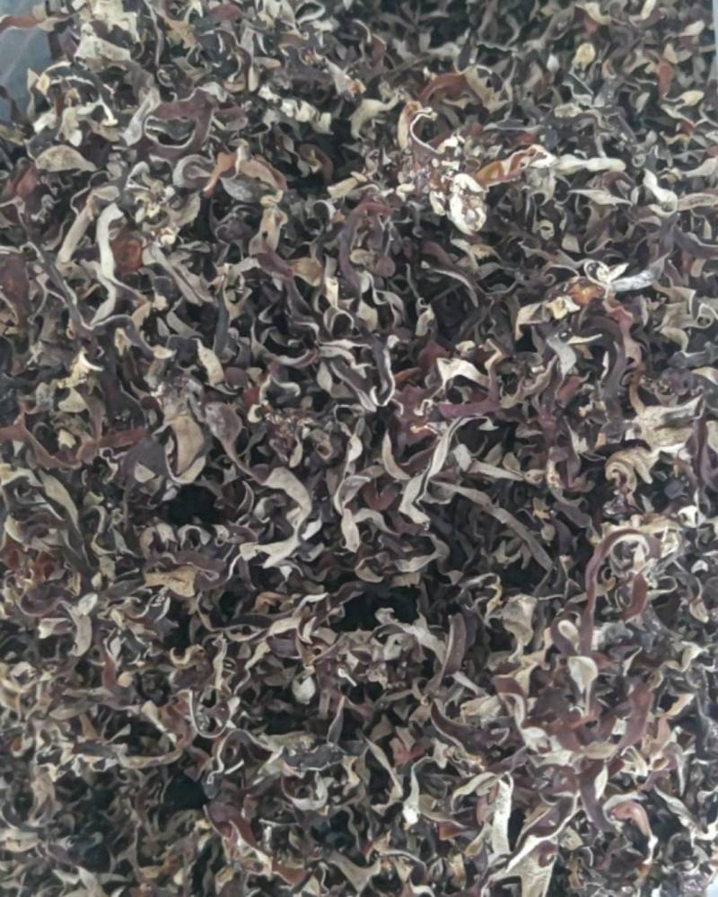 二茬精品木耳丝
