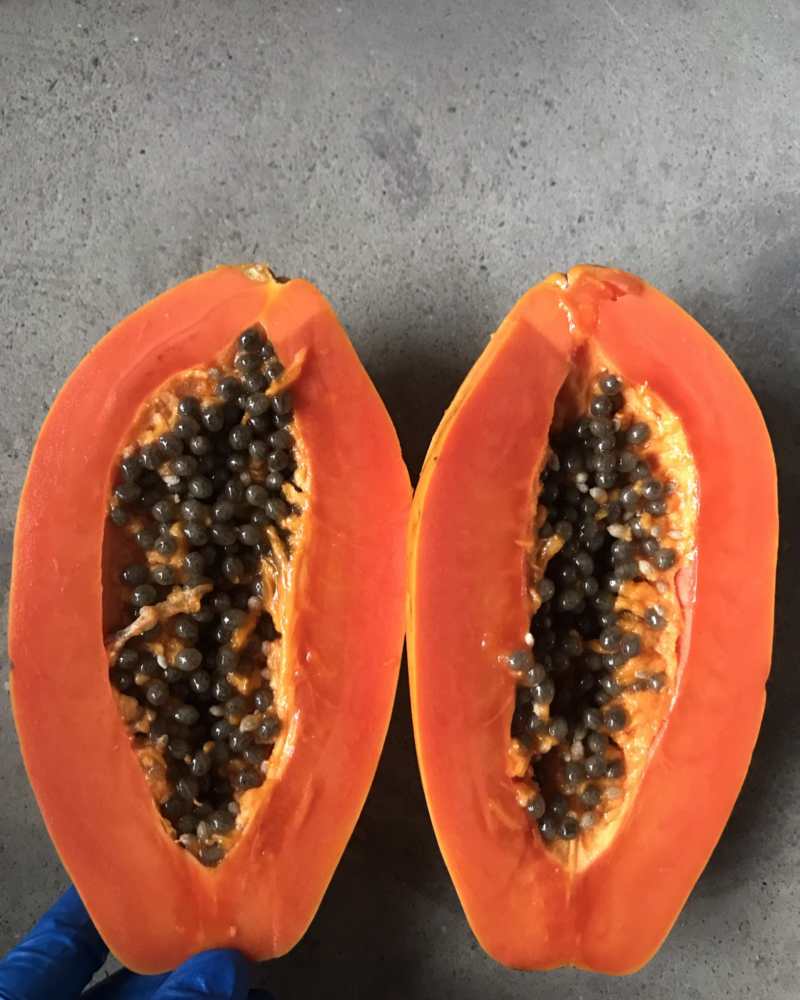 三亚冰糖牛奶红心木瓜，原产地直发，产地供应链