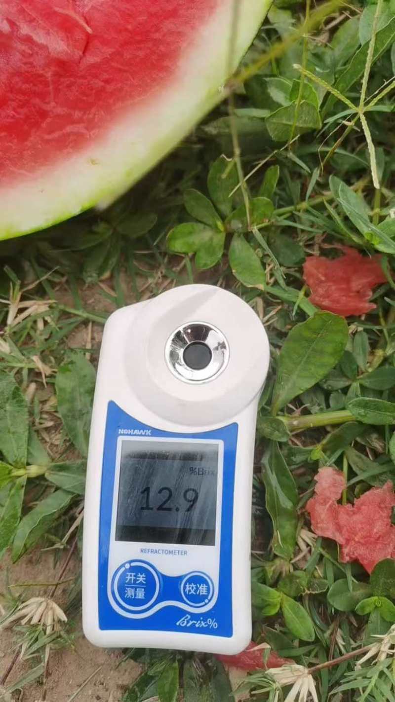 绵阳露天西瓜市场货电商供货欢迎电话咨询红米君威