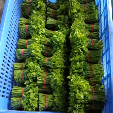 新鲜树仔菜