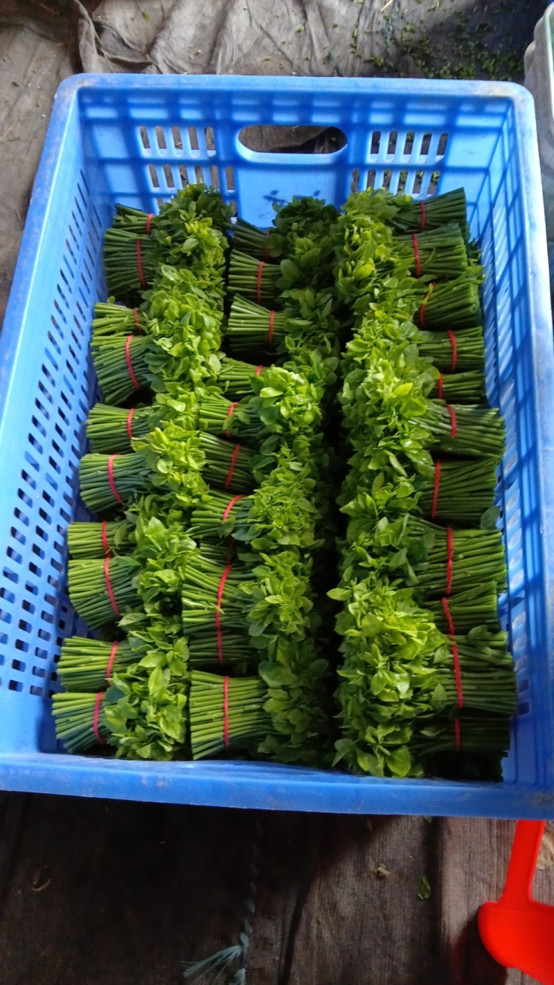 新鲜树仔菜