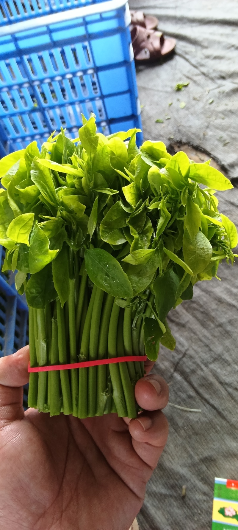 新鲜树仔菜