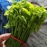 新鲜树仔菜