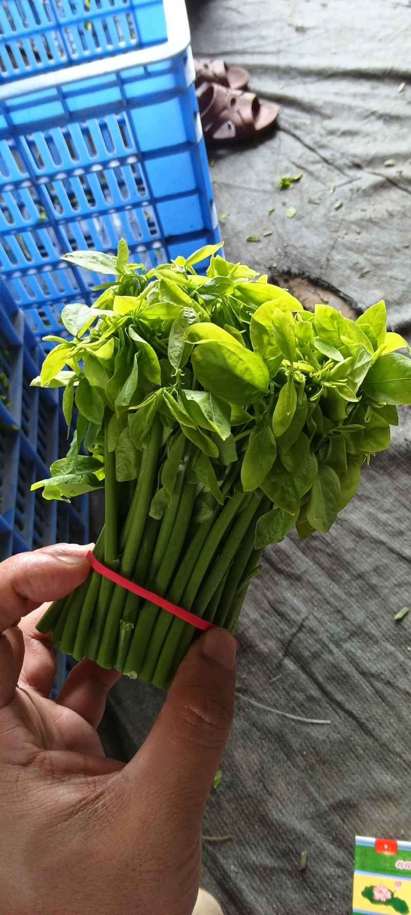 新鲜树仔菜