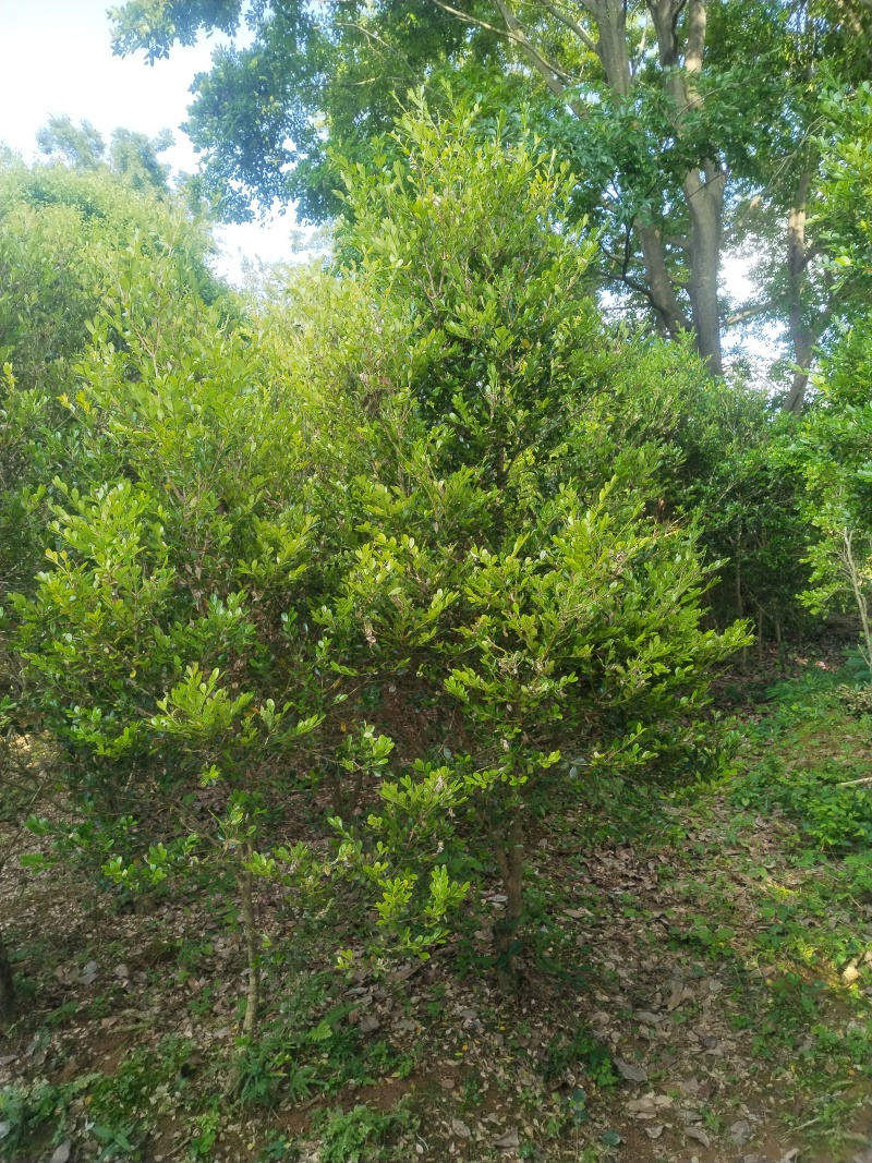 瓜子黄杨高度2m冠长八九十