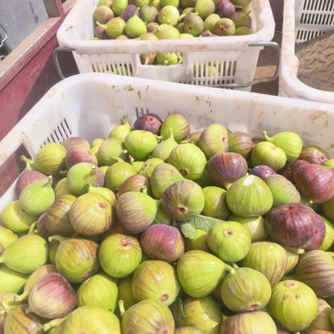 昆明东川波姬红无花果基地直销