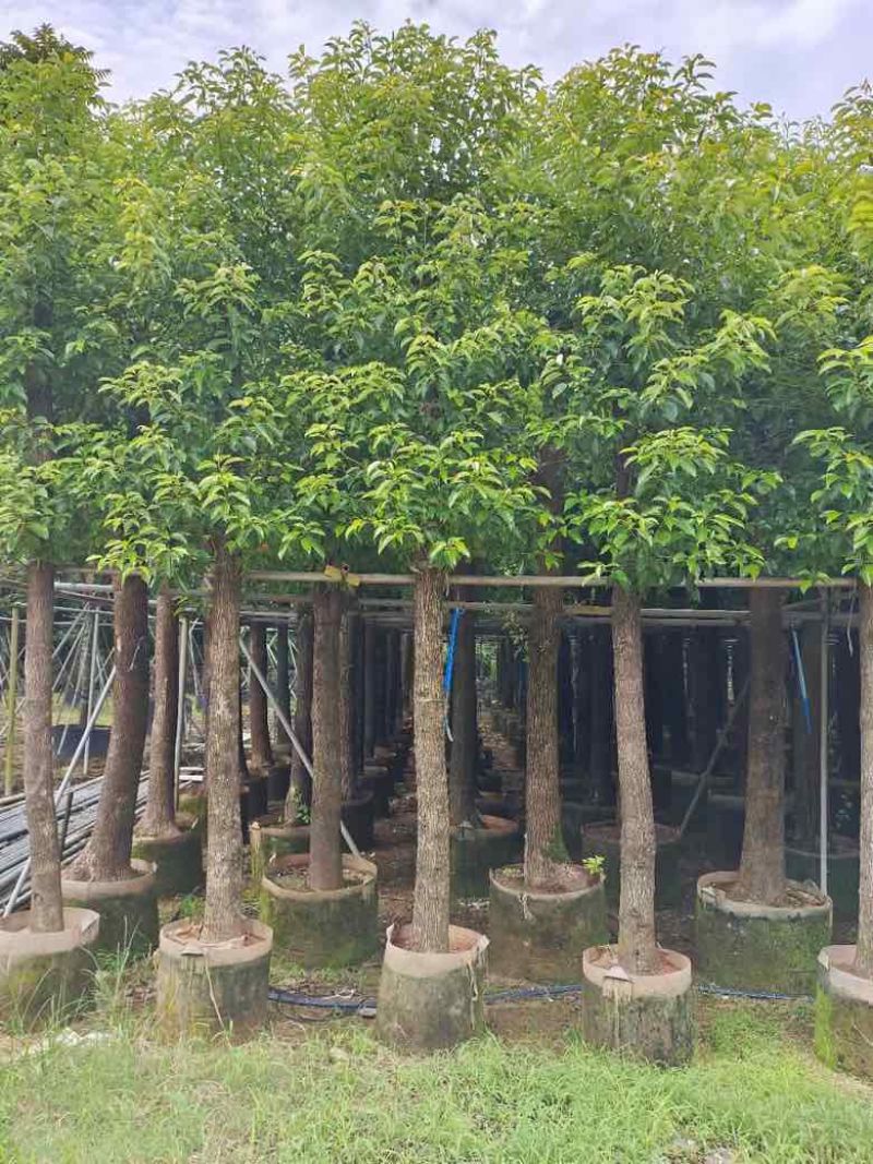 香樟3-15分，基地直销，一手货源，无中间商赚差价，大量现货