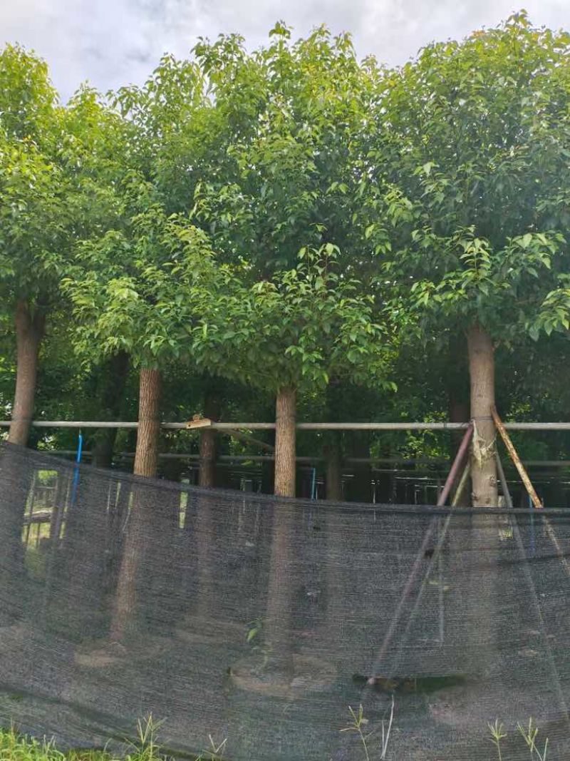 香樟3-15分，基地直销，一手货源，无中间商赚差价，大量现货