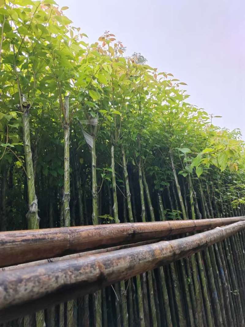 香樟3-15分，基地直销，一手货源，无中间商赚差价，大量现货